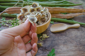 Hand holding Moringa seed. Available at Canadian Moringa - moringa seeds for sale Ottawa. 