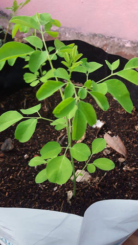 Buy Moringa Tree - Canadian Moringa, Ottawa Canada