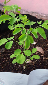 Moringa Tree - Canadian Moringa
